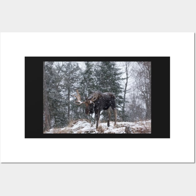 Moose in a snow snow storm Wall Art by josefpittner